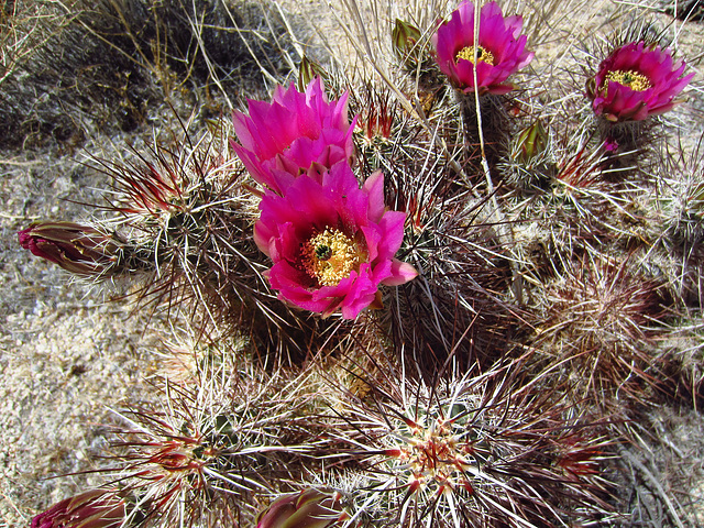 Cactus on the Boy Scout Trail (0770)
