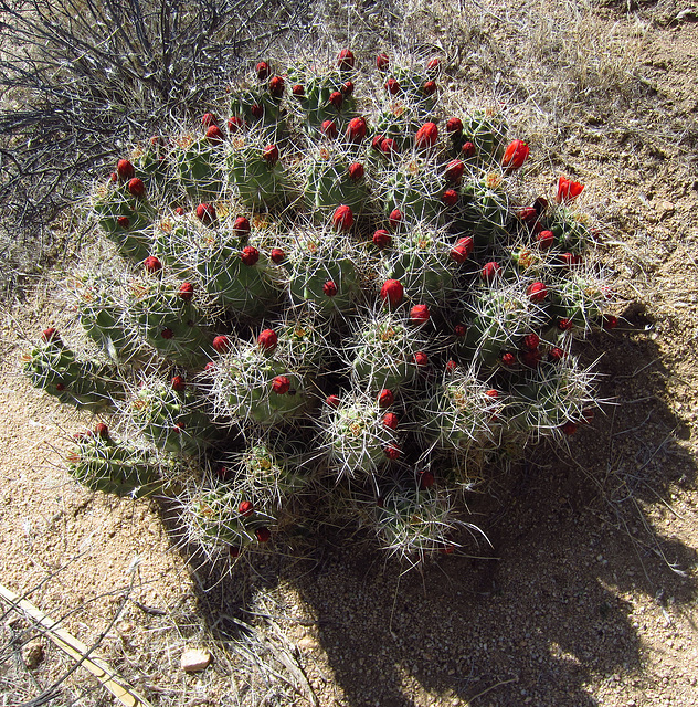 Mojave Mound Cactus (0730)