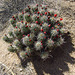 Mojave Mound Cactus (0730)