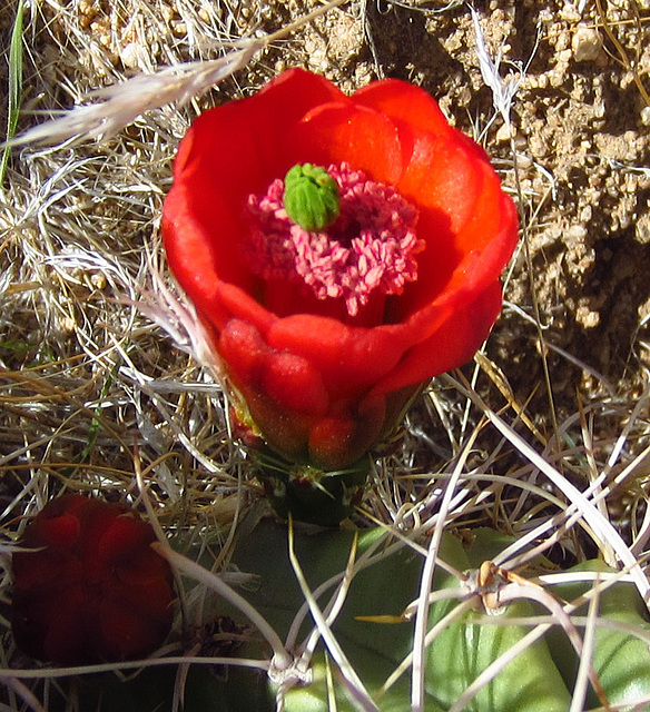 Mojave Mound Cactus (0731)