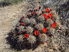 Mojave Mound Cactus (0733)