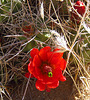 Mojave Mound Cactus (0734)