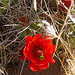 Mojave Mound Cactus (0734)