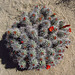 Mojave Mound Cactus (0736)