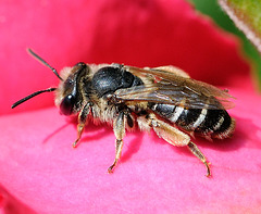 Macro d'une abeille...