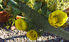 Cactus Flowers (0783)