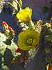 Cactus Flowers (07800