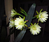 Night Blooming Cactus (0777)