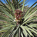 Yucca Bloom (0728)