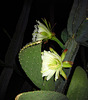 Night Blooming Cactus (0778)