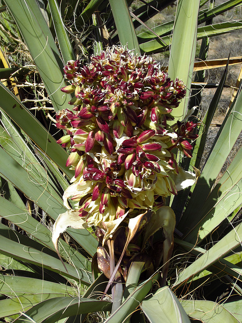 Yucca Bloom (0729)