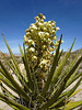 Yucca Bloom (0771)