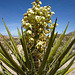 Yucca Bloom (0771)