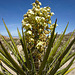 Yucca Bloom (0772)