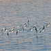 Lake Powell - Waterbirds (4672)