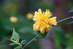 20120413 8495RAw [D~LIP] Gefüllter Ranunkelstrauch (Kerria japonica 'Pleniflora'), UWZ, Bad Salzuflen