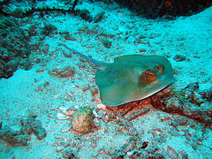 More blue spotted stingray