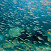 Swarm with many thousand small fishes
