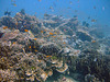 Drift dive over a coral reef area