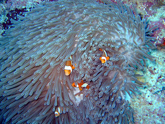 Nemo(s) look out the anemones