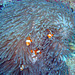 Nemo(s) look out the anemones