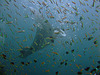 Manta ray behind the fish swarm