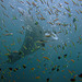 Manta ray behind the fish swarm