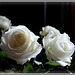 ROSES BLANCHES***