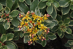Sedum kamtschaticum variegatum