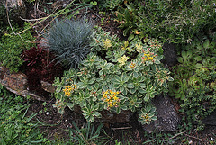 Sedum kamtschaticum variegatum