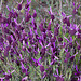 20120506 8889RAw [E] Schopf-Lavendel Herguijuela