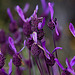 20120506 8890RAw [E] Schopf-Lavendel Herguijuela