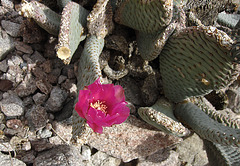 Flowering Cactus (2063)