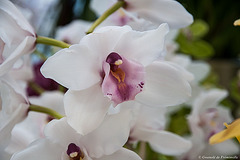 Orchidées au parc floral de Keukenhof