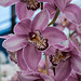 Orchidées au parc floral de Keukenhof