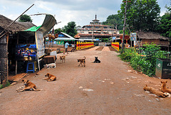Dogs life in Inn Dein village
