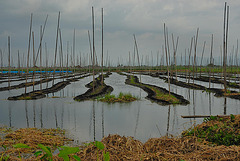 Hydroponic farming systems  on the Inle Lake