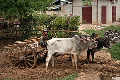 Ox-barrow in Thaung Tho