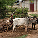 Ox-barrow in Thaung Tho
