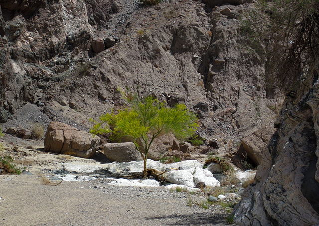 Palo Verde in Painted Canyon (2091)