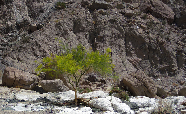Palo Verde In Painted Canyon (2093)
