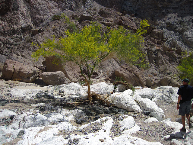 Palo Verde In Painted Canyon (2094)