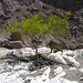 Palo Verde In Painted Canyon (2094)