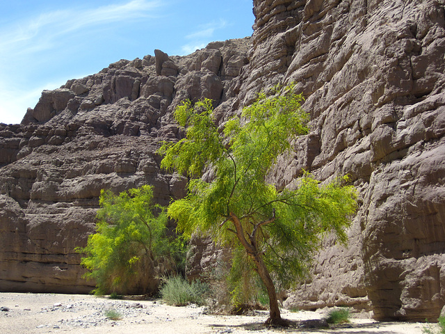 Palo Verde In Painted Canyon (2101)