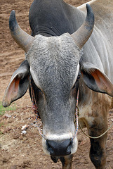 An ox face portrait