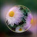 flower globe 2