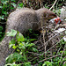 Mongoose...milieu naturel