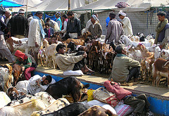 Goat Market the day before Eid