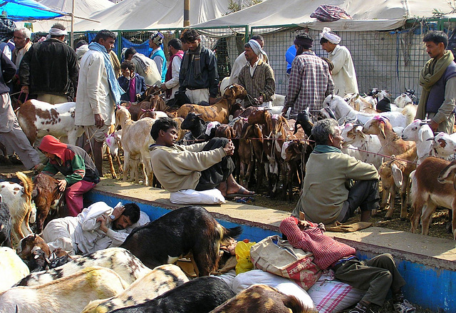 Goat Market the day before Eid