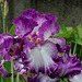 Iris Mariposa Autumn (2)
